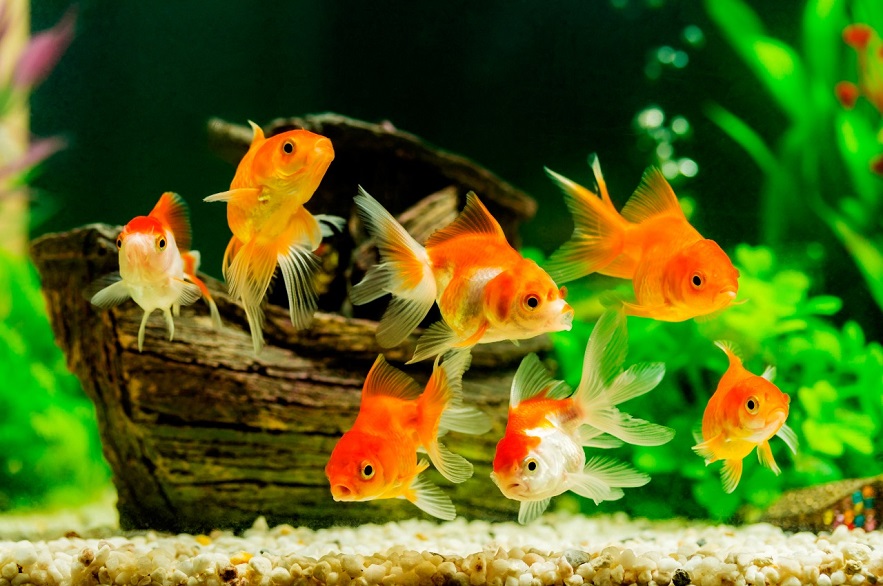 12. Ornamental Fish